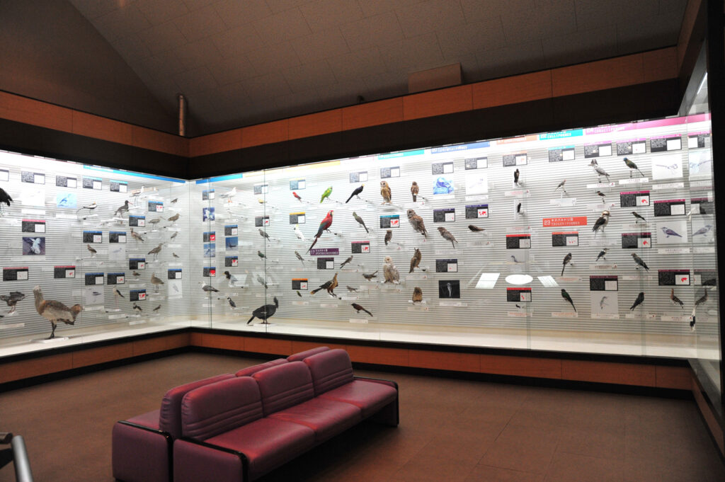 我孫子市鳥の博物館の写真。全国的にも珍しい鳥専門の博物館